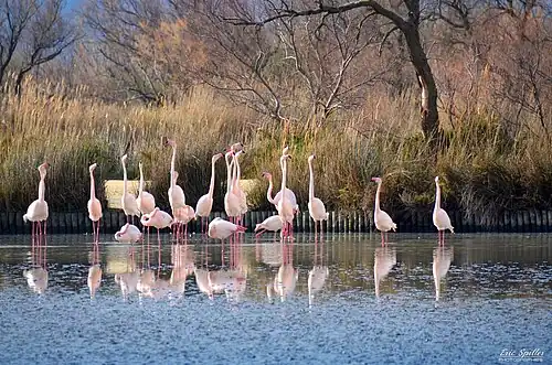 Camargue