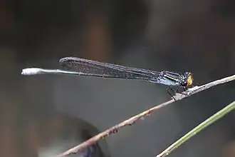 Pseudagrion ignifer
