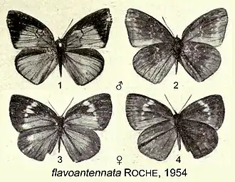 Epitola flavoantennata
