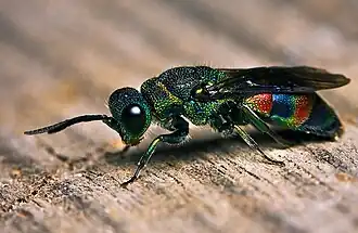 Chrysis fasciata