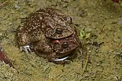 Amplexus