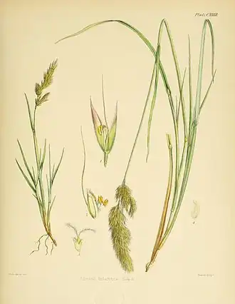 Polypogon magellanicus