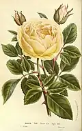 'Jaune d'Or' (Oger, 1864)