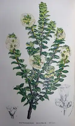 Kleurenlitho uit Flore des serres et des jardins de l'Europe (1850-1851). Gepubliceerd in Gent en bewaard in de Openbare Bibliotheek Brugge.