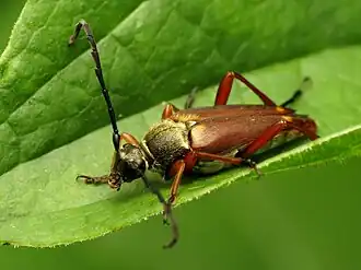 Typocerus acuticauda