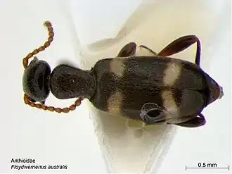 Floydwernerius australis