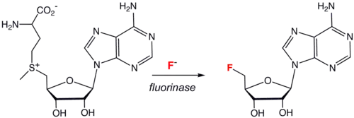 Katalyse met behulp van fluorinase