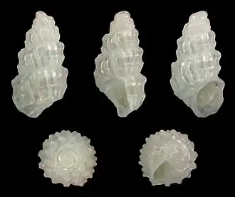 Chrysallida excavata