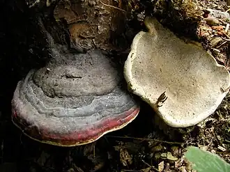 Roodgerande houtzwam