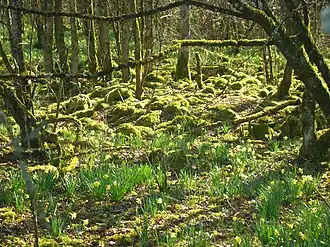 bos van Arc-en-Barrois