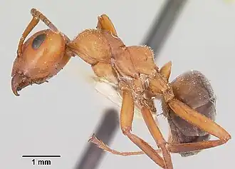 Formica ferocula