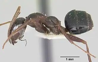 Formica oregonensis