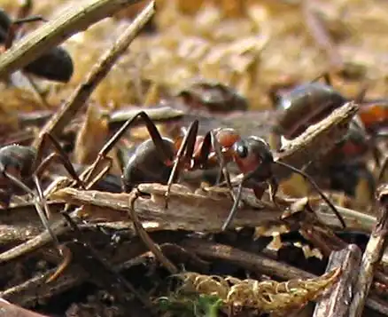 Kale rode bosmier(Formica polyctena)