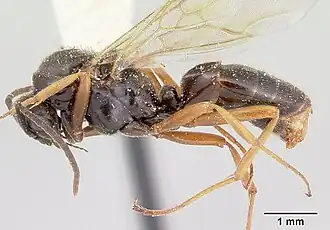 Formica reflexa