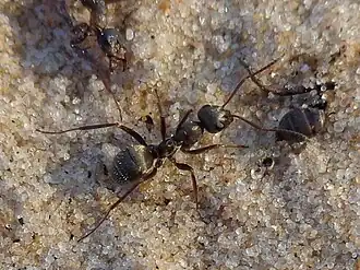 Formica selysi