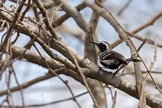 Noordelijke witbandmiersluiper