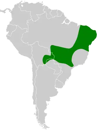 Zwartbuikmiersluiper