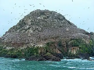 Jan-van-genten rond het Île Rouzic