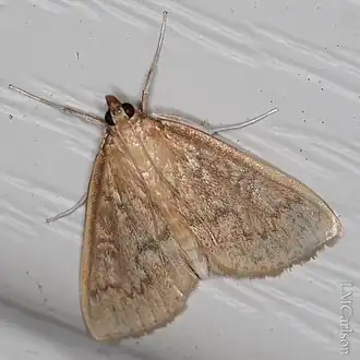 Framinghamia helvalis