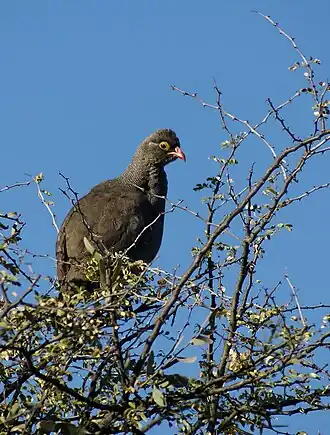 Roodsnavelfrankolijn