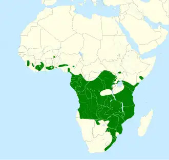 Blauwgrijze vliegenvanger