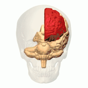 { De frontale hersenkwab