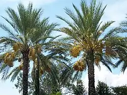 Dadelpalm (Phoenix dactylifera)