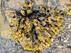 Blaaswier (Fucus vesiculosus) is een veelvoorkomende bruinwier in Europese wateren