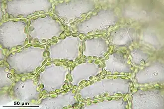 Cellen van de bladschijf van gewoon krulmos, met chloroplasten tegen de celwanden