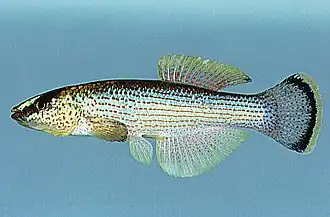 Fundulus catenatus