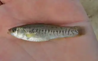 Fundulus parvipinnis