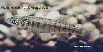 Fundulus zebrinus