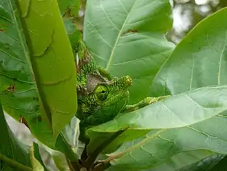 Furcifer antimena