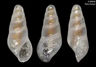 Fusceulima thalassae