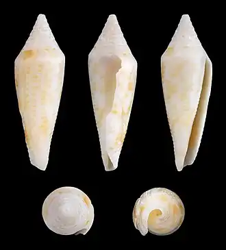 Conus elegans
