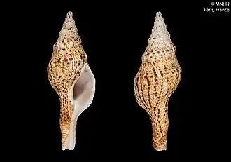 Marmorofusus brianoi