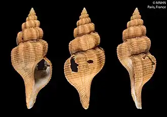 Fusinus thermariensis