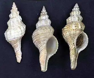 Marmorofusus verrucosus