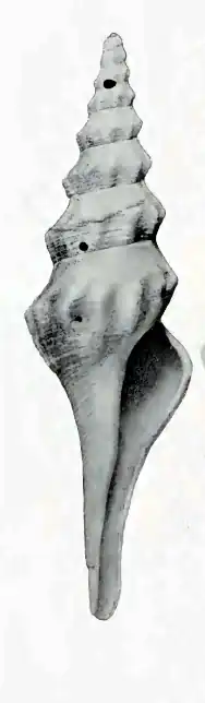 Fusiturricula fenimorei