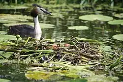 Fuut bij nest, augustus 2014