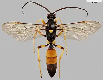 Ichneumon primatorius