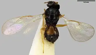 Tamarixia actis