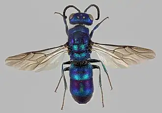 Chrysis iris