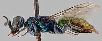 Chrysis leptomandibularis