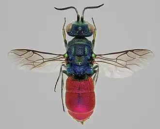 Chrysis ruddii