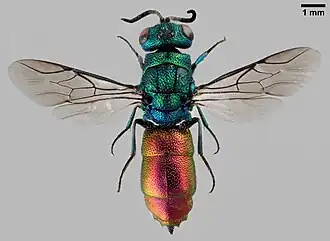 Chrysis corusca