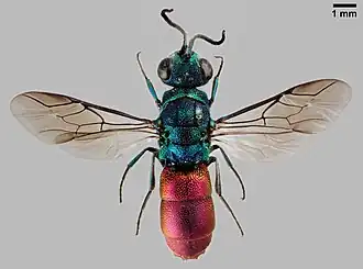 Chrysis solida