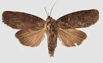 Gadirtha fusca
