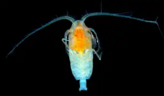 Gaetanus brevispinus