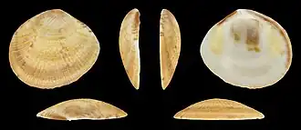 Gafrarium alfredense